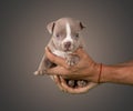 Brown american bully baby dog Ã¢â¬â¹Ã¢â¬â¹in hands sitting in a studio